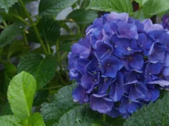 いってらっしゃい