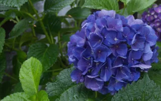 いってらっしゃい