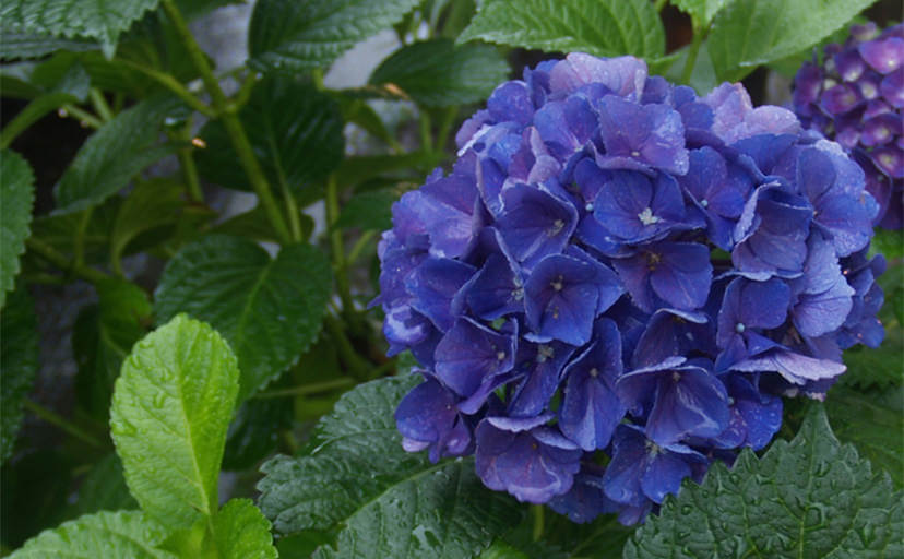 雨の日の紫陽花（フリー写真）