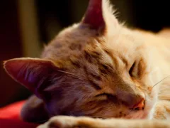 猫が選んだ場所