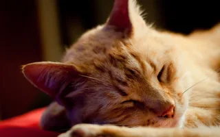 猫が選んだ場所