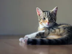 息子が教えてくれた