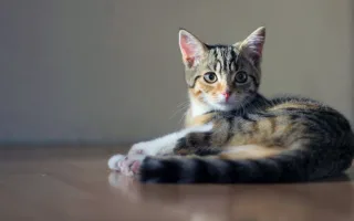 息子が教えてくれた