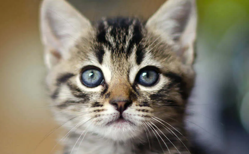 玄関で待っていた猫