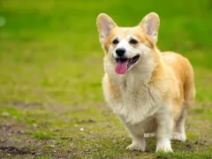 犬からの10のお願い