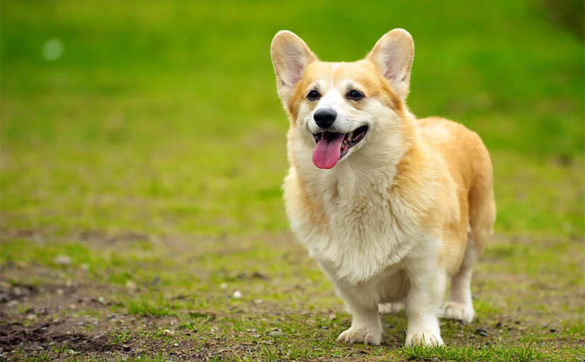 犬からの10のお願い