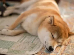 犬が結んだ家族の絆