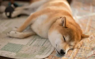 犬が結んだ家族の絆