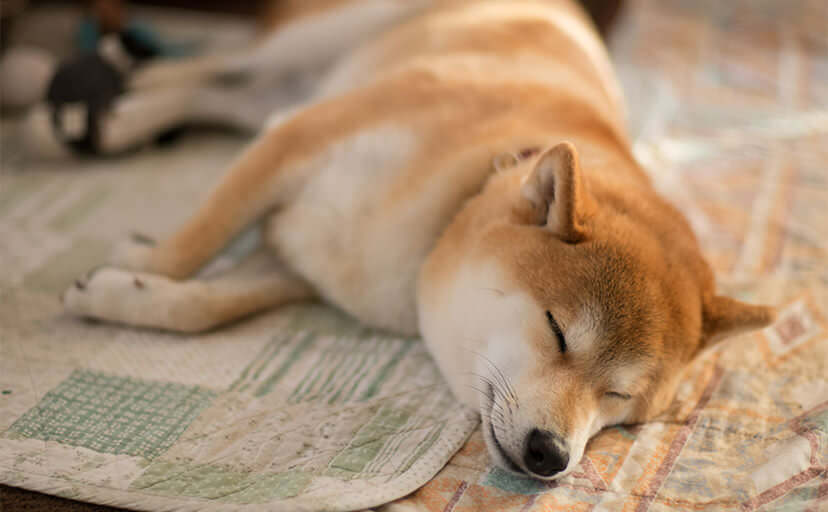 柴犬（フリー写真）