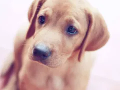 子犬を買いに来た男の子