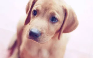 子犬を買いに来た男の子