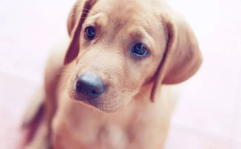 子犬を買いに来た男の子