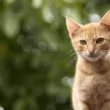 会いに来てくれた猫