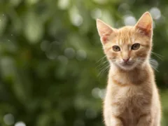 会いに来てくれた猫