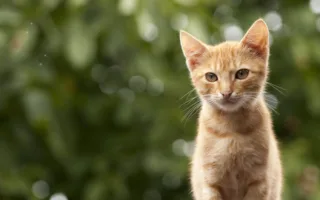 会いに来てくれた猫