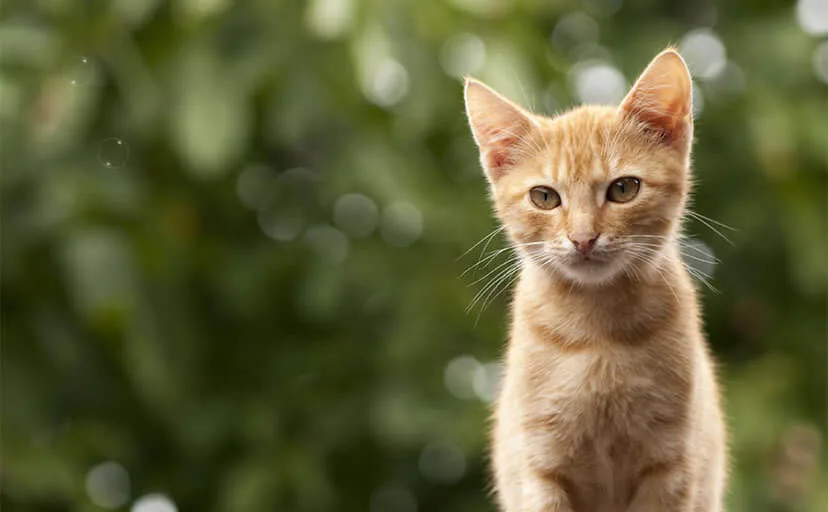 会いに来てくれた猫