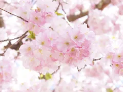 天国のお父さんへ