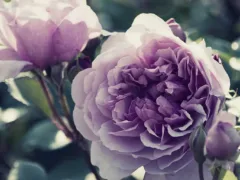 母の匂いと記憶