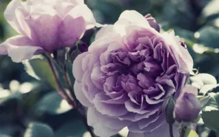 母の匂いと記憶