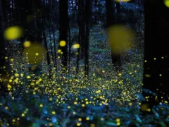 蛍は亡くなった人の魂