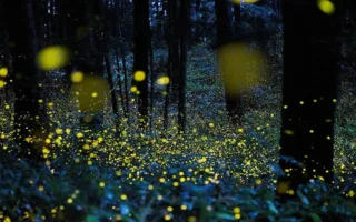 蛍は亡くなった人の魂