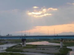 白猫のみーちゃん