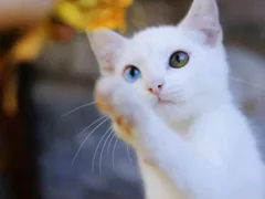 待っていてくれた猫