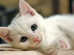 白猫のミーコ