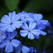 青い花（フリー写真）
