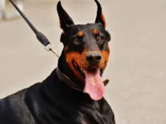 リードを噛み千切り