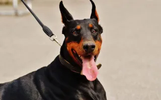 リードを噛み千切り