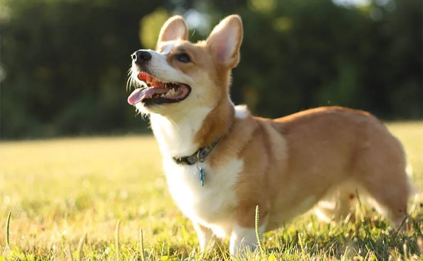 父より一歩先を歩いた山守の犬