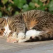 ずうずうしい野良猫