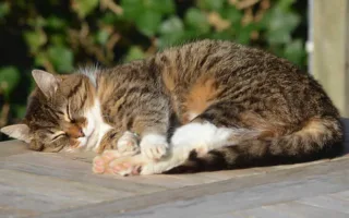 ずうずうしい野良猫