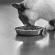 ウェットフードを食べる猫（フリー写真）