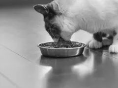 猫エサ缶とコーヒー