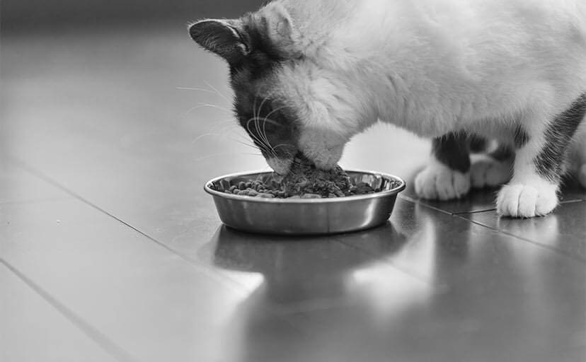 ウェットフードを食べる猫（フリー写真）