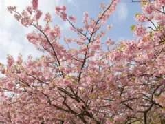 春一番と親切なカップル