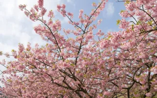 春一番と親切なカップル