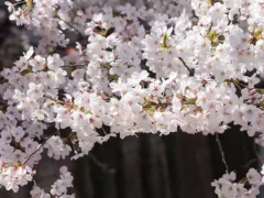 トムの桜