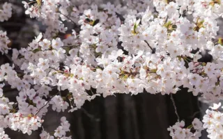 トムの桜