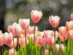 立派なお義母さん