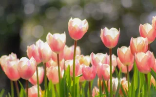 立派なお義母さん