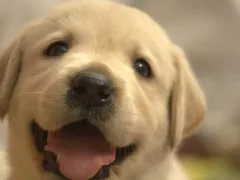 ボロという犬の話