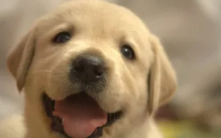 ボロという犬の話