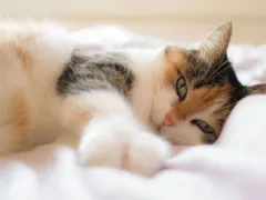 幸せな猫の一生