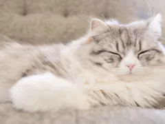 飼い猫の最後の別れ