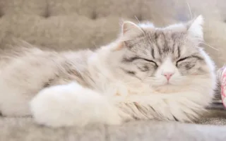 飼い猫の最後の別れ