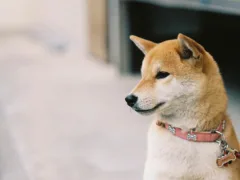 おばあちゃんと柴犬