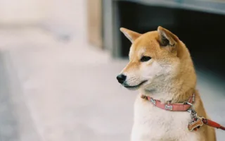 おばあちゃんと柴犬